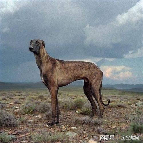 中国名犬(中国名茶排行榜前十名)-警犬训练器材厂家 _警犬训练用品_工作犬训练用品-南京开久警犬装备