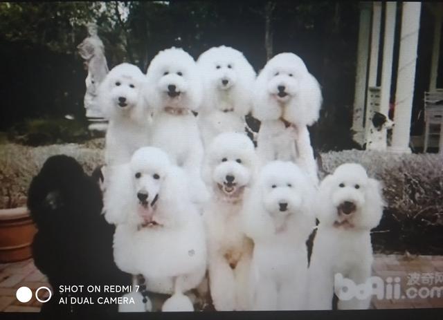 巨贵犬标准是什么(巨贵犬燕尾是什么)-警犬训练器材厂家 _警犬训练用品_工作犬训练用品-南京开久警犬装备