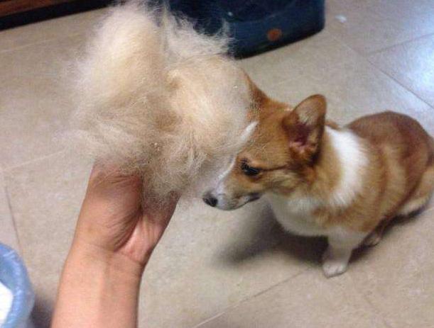 英国牧羊犬掉毛严重吗(瑞士牧羊犬掉毛严重吗)-警犬训练器材厂家 _警犬训练用品_工作犬训练用品-南京开久警犬装备