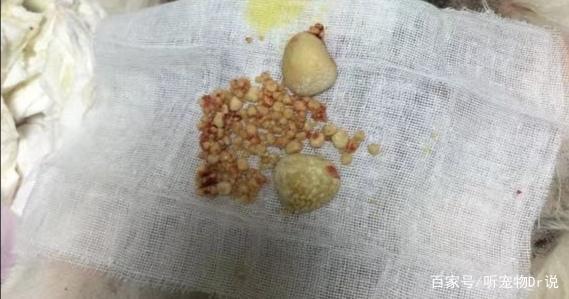 狗狗结石(狗狗结石怎么治疗)-警犬训练器材厂家 _警犬训练用品_工作犬训练用品-南京开久警犬装备