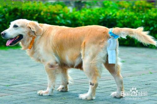 狗狗放进去弄不出来怎么办(狗狗放进去弄不出来怎么办两个小时了) - 警犬训练器材厂家 _警犬训练用品_工作犬训练用品-南京开久警犬装备-警犬训练器材厂家 _警犬训练用品_工作犬训练用品-南京开久警犬装备