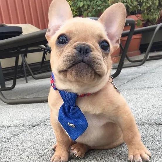 什么狗最干净最好养?十大干净又好养的宠物狗？-警犬训练器材厂家 _警犬训练用品_工作犬训练用品-南京开久警犬装备