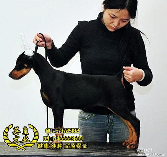 杜宾犬哪国的品种(杜宾犬是哪个国家的品种)-警犬训练器材厂家 _警犬训练用品_工作犬训练用品-南京开久警犬装备