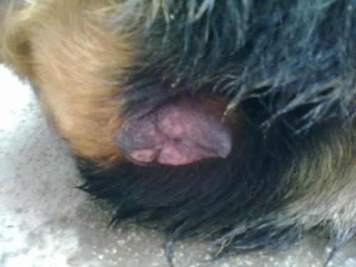 狗的水门有瘤怎样治-警犬训练器材厂家 _警犬训练用品_工作犬训练用品-南京开久警犬装备