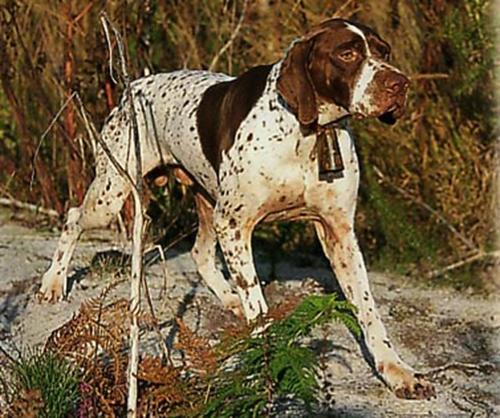 世界十大猎犬品种排名(世界十大嗅觉猎犬排名)-警犬训练器材厂家 _警犬训练用品_工作犬训练用品-南京开久警犬装备