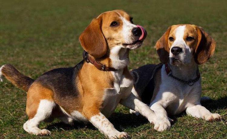 米格鲁猎兔犬多少钱(米格鲁猎兔犬优缺点)-警犬训练器材厂家 _警犬训练用品_工作犬训练用品-南京开久警犬装备