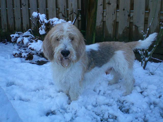 迷你贝吉格里芬凡丁犬掉毛程度  迷你贝吉格里芬凡丁犬优缺点-警犬训练器材厂家 _警犬训练用品_工作犬训练用品-南京开久警犬装备