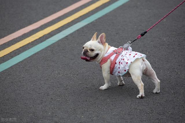 狗狗冠状病毒(狗狗冠状病毒消毒多久就会消失)-警犬训练器材厂家 _警犬训练用品_工作犬训练用品-南京开久警犬装备