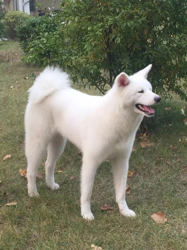 纯黑色秋田犬(秋田犬毛里面是黑色的)-警犬训练器材厂家 _警犬训练用品_工作犬训练用品-南京开久警犬装备