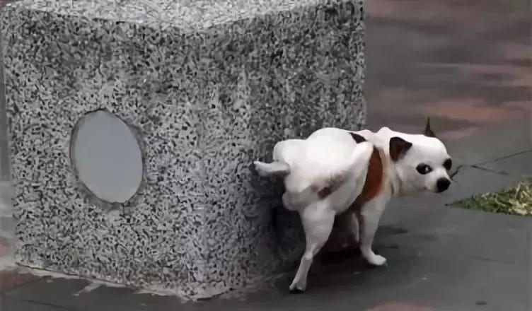 狗狗舔自己的尿正常吗-警犬训练器材厂家 _警犬训练用品_工作犬训练用品-南京开久警犬装备
