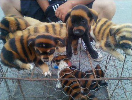 虎皮丹犬(虎皮丹犬 *** 欣赏)-警犬训练器材厂家 _警犬训练用品_工作犬训练用品-南京开久警犬装备