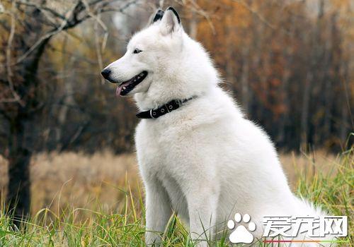 雪橇狗有几种？雪橇狗有几种?-警犬训练器材厂家 _警犬训练用品_工作犬训练用品-南京开久警犬装备