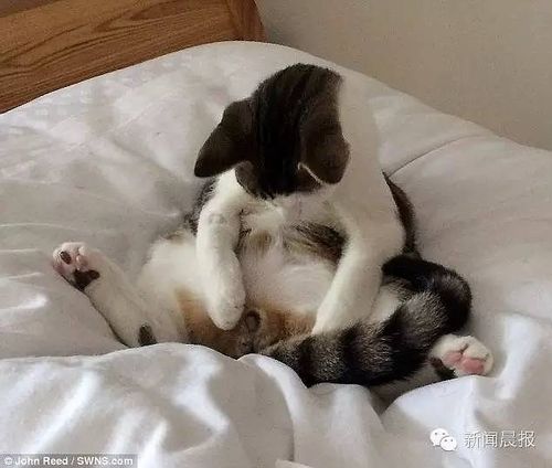 狗死后8小时会有意识吗(人死后几小时有意识)-警犬训练器材厂家 _警犬训练用品_工作犬训练用品-南京开久警犬装备