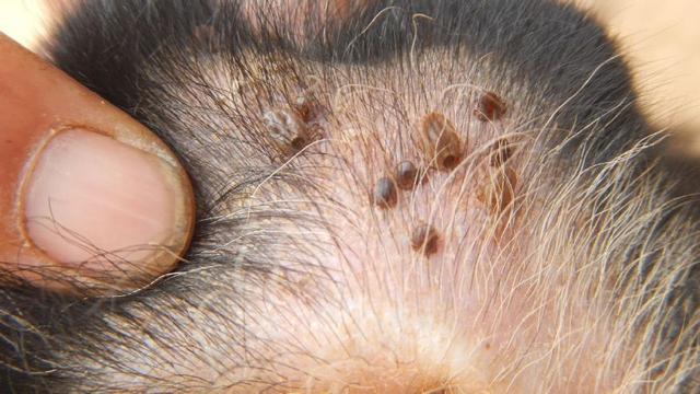 狗怎么会长狗豆子？猫身上会长狗豆子吗-警犬训练器材厂家 _警犬训练用品_工作犬训练用品-南京开久警犬装备