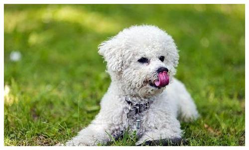 什么宠物狗便宜(宠物狗市场价格)-警犬训练器材厂家 _警犬训练用品_工作犬训练用品-南京开久警犬装备