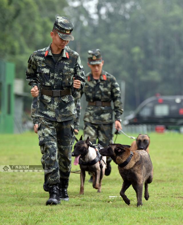 无言的战友军犬 无言的战友军犬训练基地 - 警犬训练器材厂家 _警犬训练用品_工作犬训练用品-南京开久警犬装备-警犬训练器材厂家 _警犬训练用品_工作犬训练用品-南京开久警犬装备