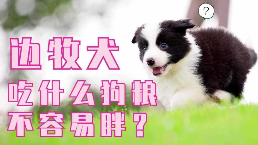 边牧吃狗粮比较好，边牧三个月吃多少狗粮-警犬训练器材厂家 _警犬训练用品_工作犬训练用品-南京开久警犬装备