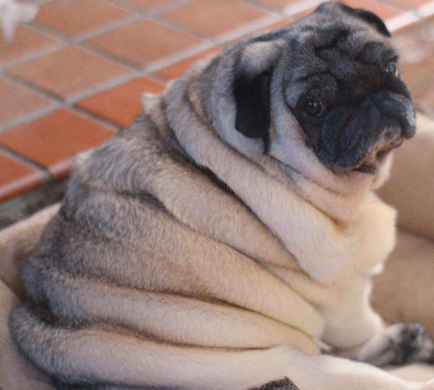 八哥犬不吃狗粮可以吗？八哥犬不吃狗粮只喝水-警犬训练器材厂家 _警犬训练用品_工作犬训练用品-南京开久警犬装备