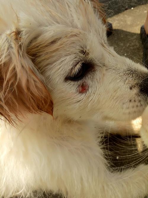 狗狗身上鼓起来一个包(狗狗身上鼓起来一个软包)-警犬训练器材厂家 _警犬训练用品_工作犬训练用品-南京开久警犬装备