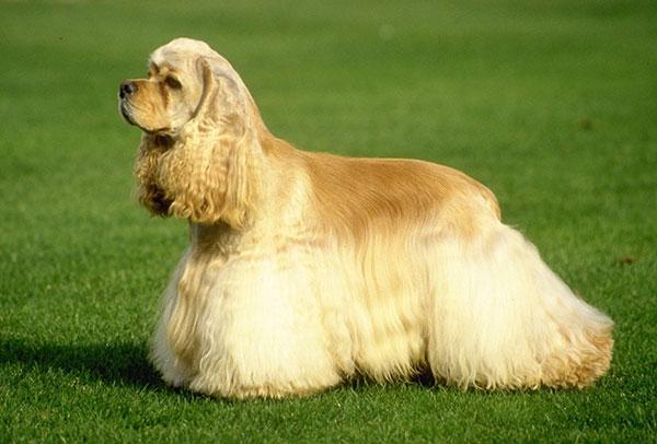 可卡狗狗性格怎么样(把狗狗一直关在笼子里性格怎么样)-警犬训练器材厂家 _警犬训练用品_工作犬训练用品-南京开久警犬装备