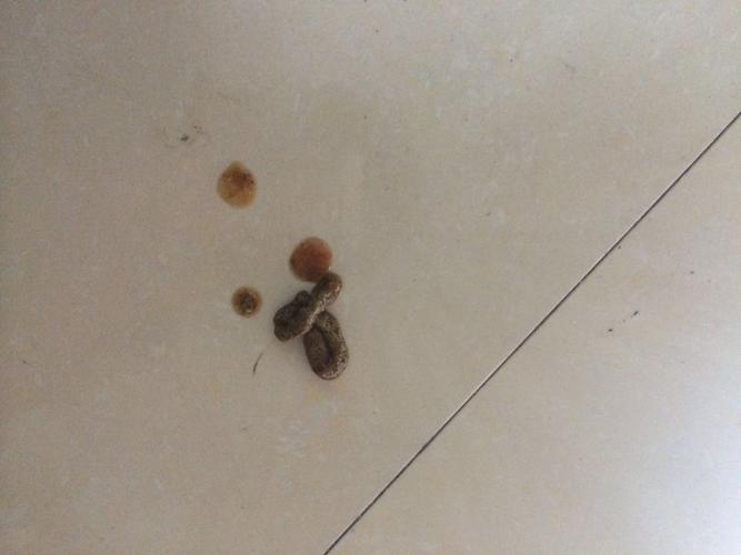 狗狗拉白长条虫(狗狗拉白色长条虫 *** ) - 警犬训练器材厂家 _警犬训练用品_工作犬训练用品-南京开久警犬装备-警犬训练器材厂家 _警犬训练用品_工作犬训练用品-南京开久警犬装备