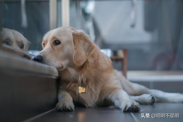 狗狗得抑郁症会怎样治疗(狗狗得了抑郁症怎么治疗)-警犬训练器材厂家 _警犬训练用品_工作犬训练用品-南京开久警犬装备