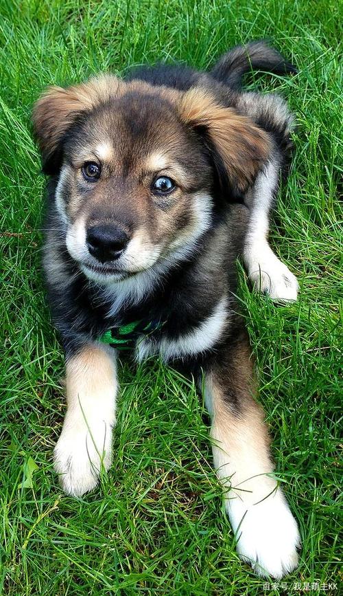 怎样让一只小狗接纳另一只小狗 - 警犬训练器材厂家 _警犬训练用品_工作犬训练用品-南京开久警犬装备-警犬训练器材厂家 _警犬训练用品_工作犬训练用品-南京开久警犬装备