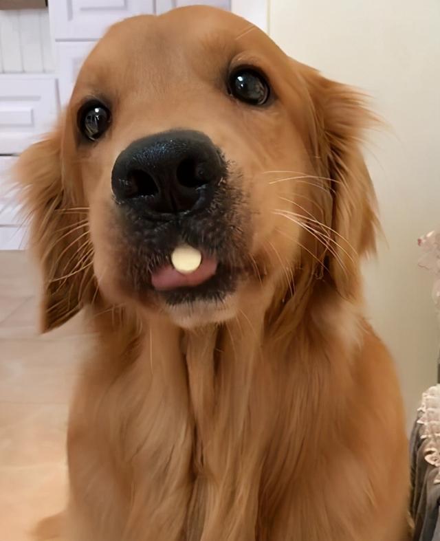 小狗属于哪个地方(小狗有趣的地方在哪个地方) - 警犬训练器材厂家 _警犬训练用品_工作犬训练用品-南京开久警犬装备-警犬训练器材厂家 _警犬训练用品_工作犬训练用品-南京开久警犬装备