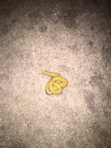 狗狗术后拉稀 狗狗拉稀怎么办 - 警犬训练器材厂家 _警犬训练用品_工作犬训练用品-南京开久警犬装备-警犬训练器材厂家 _警犬训练用品_工作犬训练用品-南京开久警犬装备