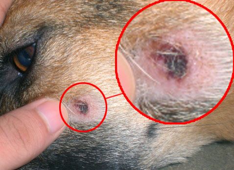 狗狗挤出寄生虫(狗狗挤出寄生虫 *** )-警犬训练器材厂家 _警犬训练用品_工作犬训练用品-南京开久警犬装备