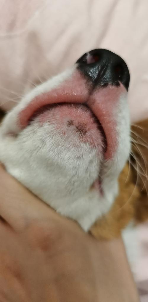 狗狗嘴唇有白斑_嘴唇白斑 *** - 警犬训练器材厂家 _警犬训练用品_工作犬训练用品-南京开久警犬装备-警犬训练器材厂家 _警犬训练用品_工作犬训练用品-南京开久警犬装备