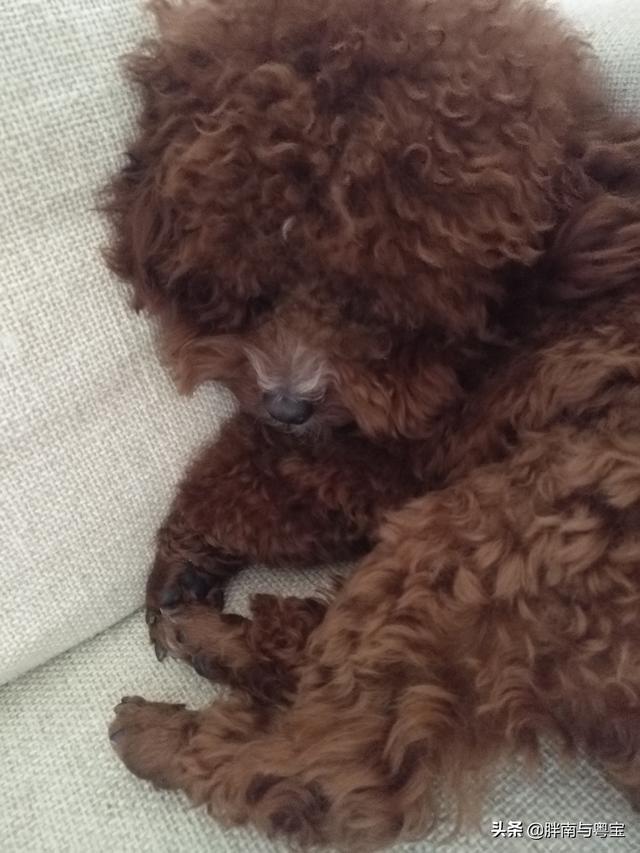 狗狗打完疫苗偶尔尖叫  狗狗打完疫苗的不良反应-警犬训练器材厂家 _警犬训练用品_工作犬训练用品-南京开久警犬装备