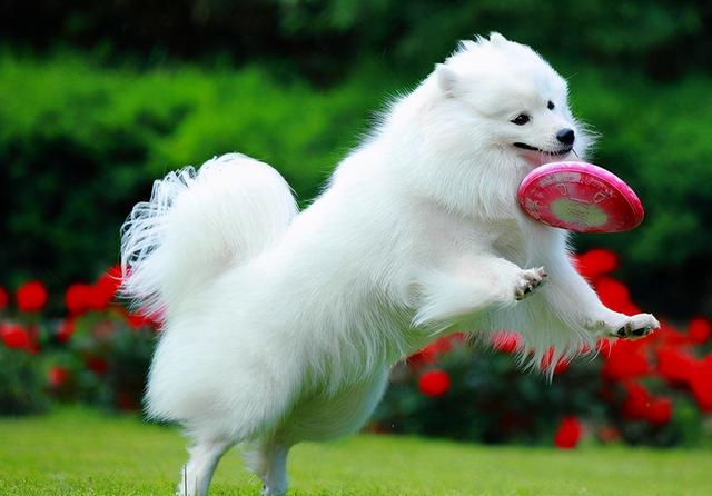 长得像狐狸的狗是什么狗(小型长得像狐狸的狗是什么犬)-警犬训练器材厂家 _警犬训练用品_工作犬训练用品-南京开久警犬装备