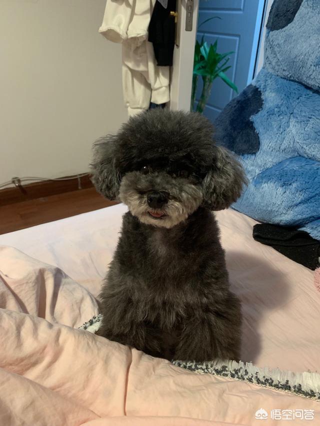 小狗为什么喜欢舔主人小狗为喜欢舔主人原因 - 警犬训练器材厂家 _警犬训练用品_工作犬训练用品-南京开久警犬装备-警犬训练器材厂家 _警犬训练用品_工作犬训练用品-南京开久警犬装备