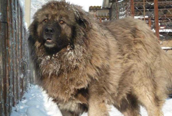 高加索犬多少钱一只(俄罗斯高加索犬多少钱一只)-警犬训练器材厂家 _警犬训练用品_工作犬训练用品-南京开久警犬装备