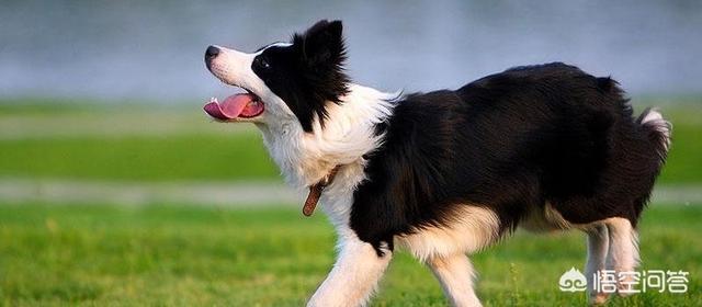 为什么女生不能老玩狗(女生为什么不能和男生玩)-警犬训练器材厂家 _警犬训练用品_工作犬训练用品-南京开久警犬装备