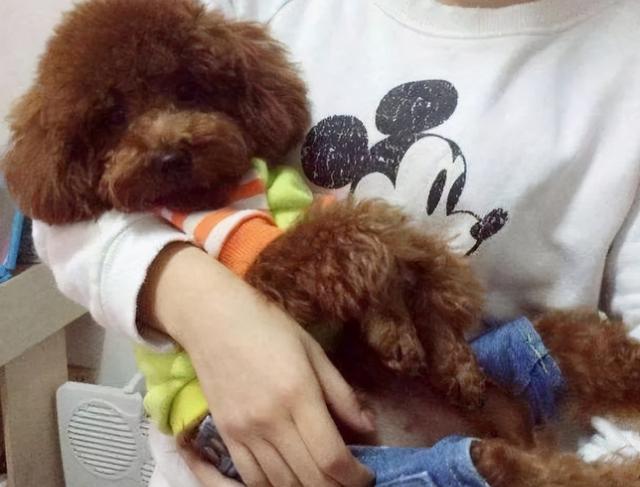 抱狗的正确姿势 抱狗的正确姿势边抱边顺毛 - 警犬训练器材厂家 _警犬训练用品_工作犬训练用品-南京开久警犬装备-警犬训练器材厂家 _警犬训练用品_工作犬训练用品-南京开久警犬装备