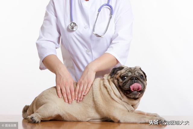 狗狗便血(狗狗便血拉稀但是精神很好)-警犬训练器材厂家 _警犬训练用品_工作犬训练用品-南京开久警犬装备