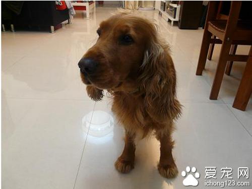 【可卡犬】可卡犬好养吗(大型可卡犬和小型可卡犬)-警犬训练器材厂家 _警犬训练用品_工作犬训练用品-南京开久警犬装备