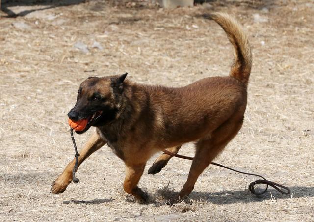 潍坊哪里有收狗 *** ？潍坊哪里有狗舍-警犬训练器材厂家 _警犬训练用品_工作犬训练用品-南京开久警犬装备