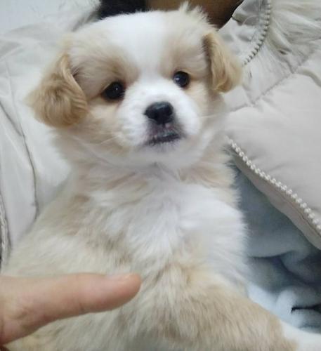 什么是串串狗什么叫串串狗-警犬训练器材厂家 _警犬训练用品_工作犬训练用品-南京开久警犬装备