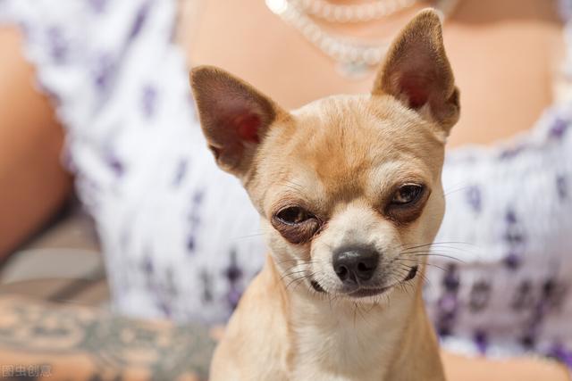 犬科动物锁配的原因(犬科动物都会锁精吗)-警犬训练器材厂家 _警犬训练用品_工作犬训练用品-南京开久警犬装备