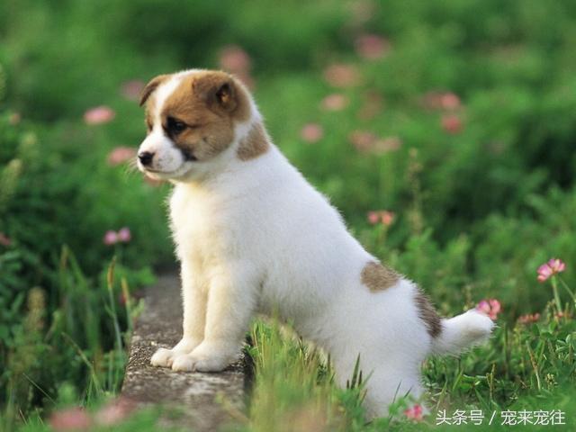 宠物狗怎么养(宠物狗怎么养能让它不乱大小便)-警犬训练器材厂家 _警犬训练用品_工作犬训练用品-南京开久警犬装备