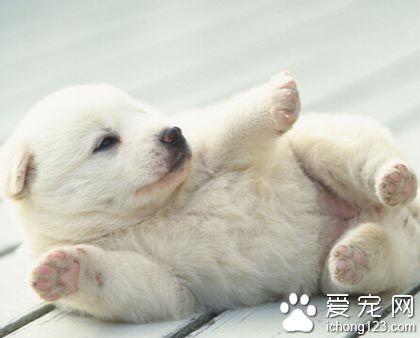 宠物店给狗狗驱虫多少钱一次  宠物店狗狗体外驱虫多少钱一次-警犬训练器材厂家 _警犬训练用品_工作犬训练用品-南京开久警犬装备