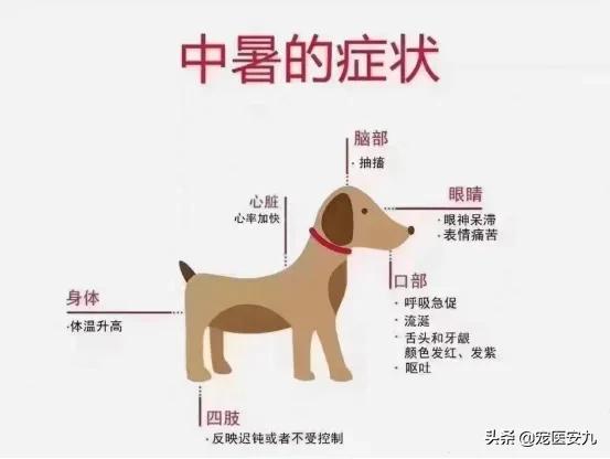 狗狗咳嗽狗狗咳嗽怎么办狗狗常见病-警犬训练器材厂家 _警犬训练用品_工作犬训练用品-南京开久警犬装备