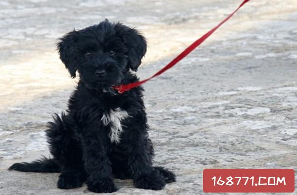 葡萄牙水犬幼犬特征(葡萄牙水犬黑色幼犬)-警犬训练器材厂家 _警犬训练用品_工作犬训练用品-南京开久警犬装备
