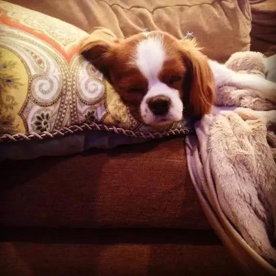 查理士王小猎犬优缺点(查理士王小猎犬市场价)-警犬训练器材厂家 _警犬训练用品_工作犬训练用品-南京开久警犬装备