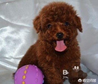 贵宾犬怎么养(贵宾犬怎么养防止大狗咬)-警犬训练器材厂家 _警犬训练用品_工作犬训练用品-南京开久警犬装备