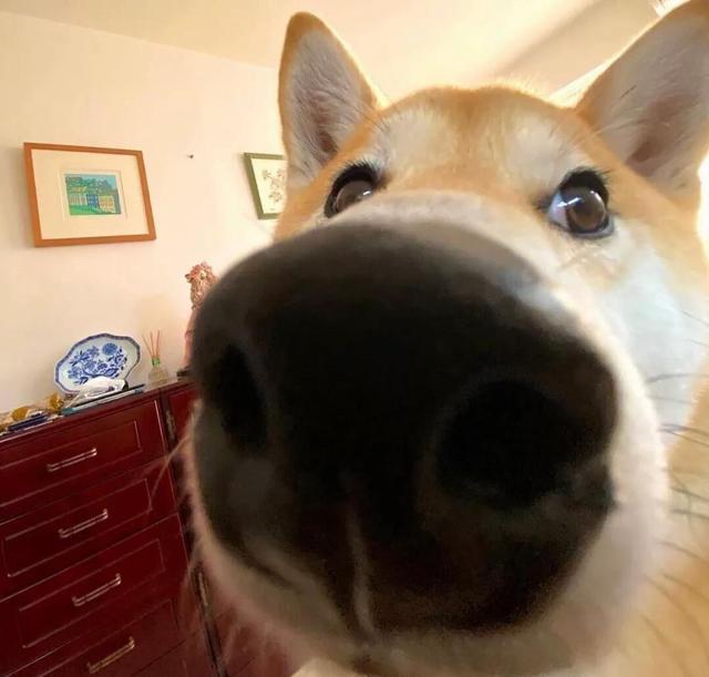 高清狗头头像(高清狗头头像 *** )-警犬训练器材厂家 _警犬训练用品_工作犬训练用品-南京开久警犬装备