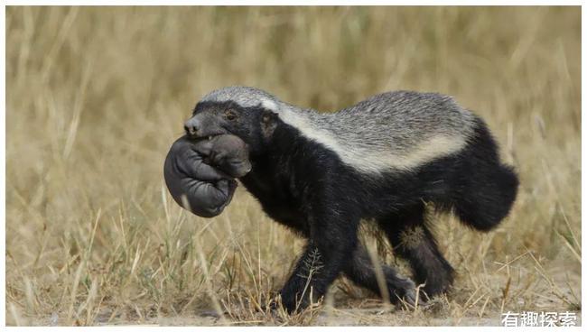 狗獾子和猪獾子(猪獾子和狗獾子谁厉害)-警犬训练器材厂家 _警犬训练用品_工作犬训练用品-南京开久警犬装备